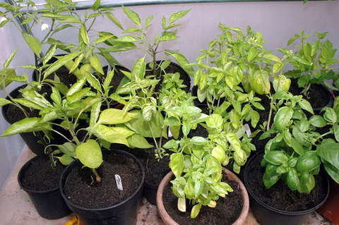 090808_d70_201_-medium