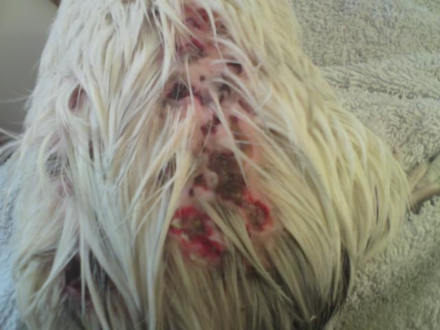 Guinea_pig_face_-_almost_impossible_to_identify-medium