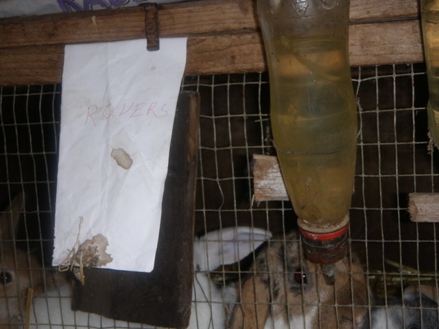 Rabbit_with_note_marked_rovers-medium