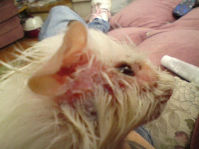 Guinea_pig_facial_skin_infection-medium