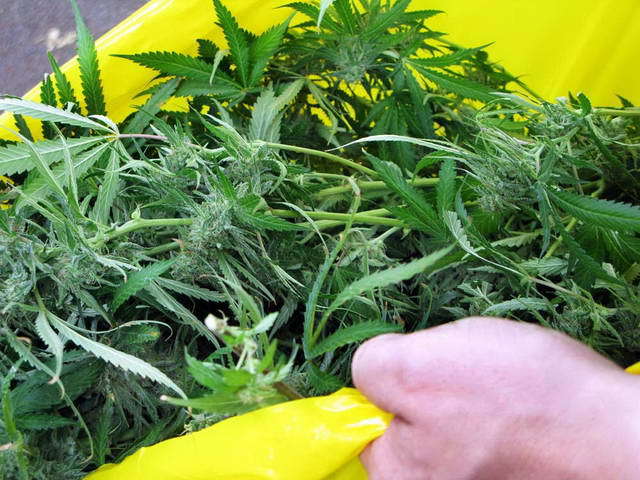 100718_g9_061-medium