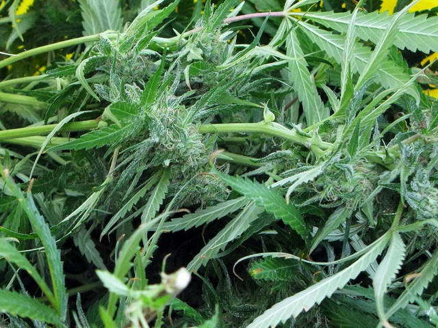 100718_g9_064-medium