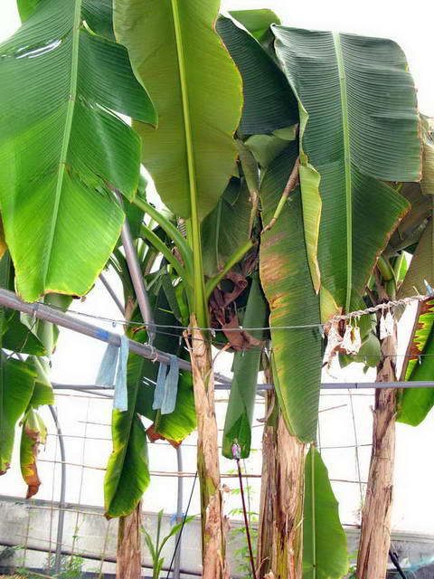 100726_g9_115-medium