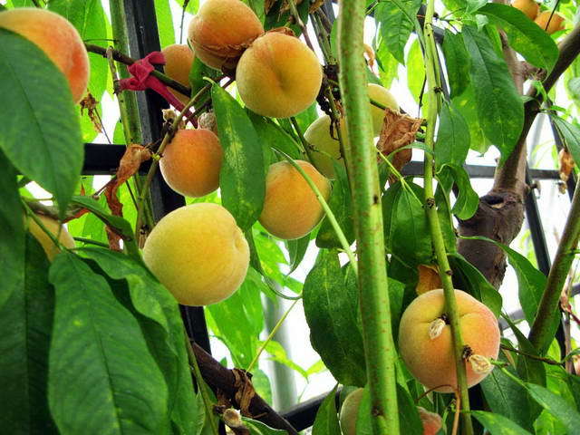 100726_g9_134-medium