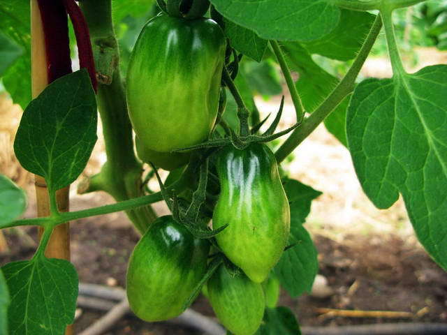 100726_g9_140-medium