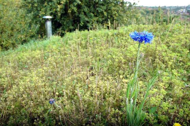 101007_d70_025-medium