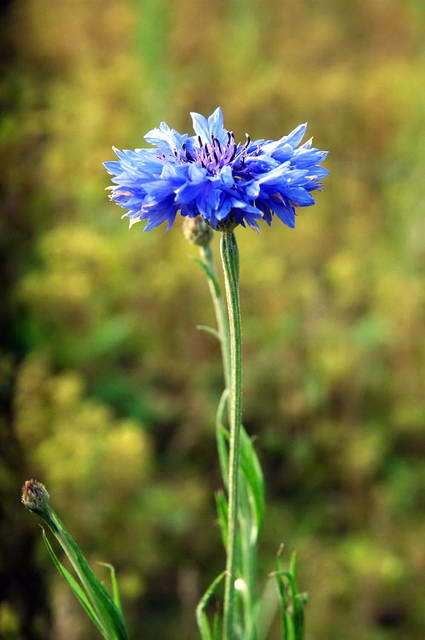 101007_d70_026-medium