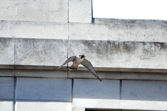 120525_d300s_011-medium