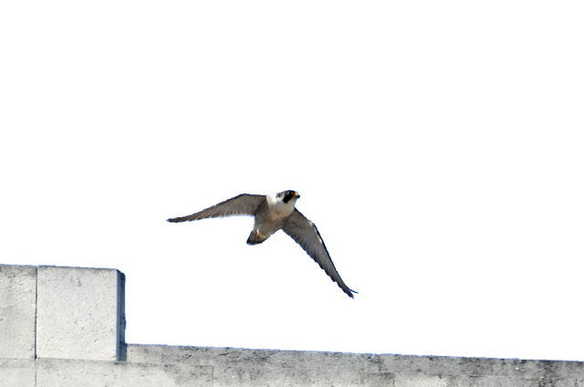 120525_d300s_013-medium