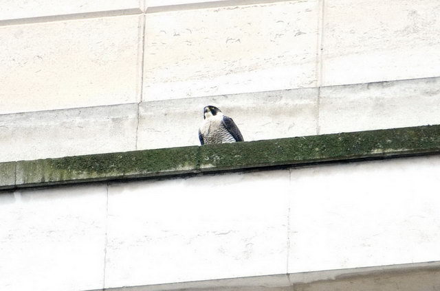 130320_d300s_098-medium