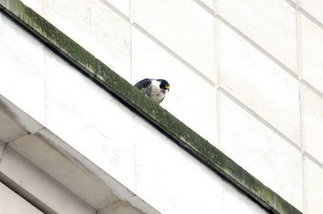 130320_d300s_100-medium