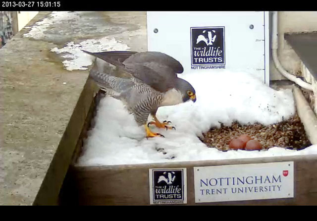 Peregrine_snow_5_640-medium